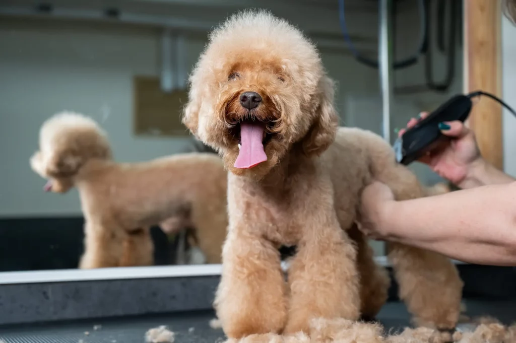 toiletteur dog's paradise