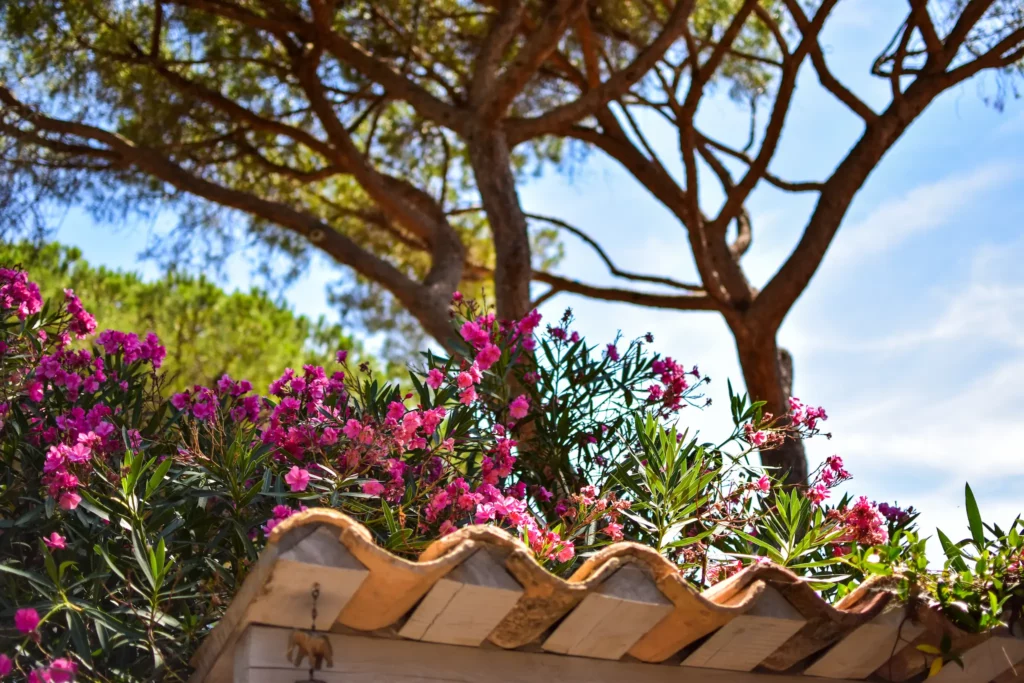 créer un jardin méditerranéen