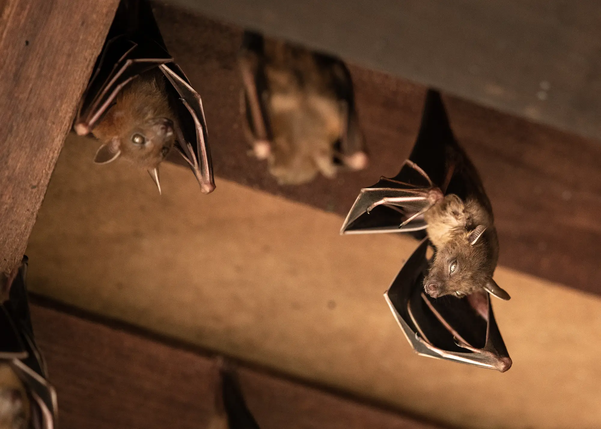 chauves souris dans les combles quand faire appel à un dératiseur professionnel